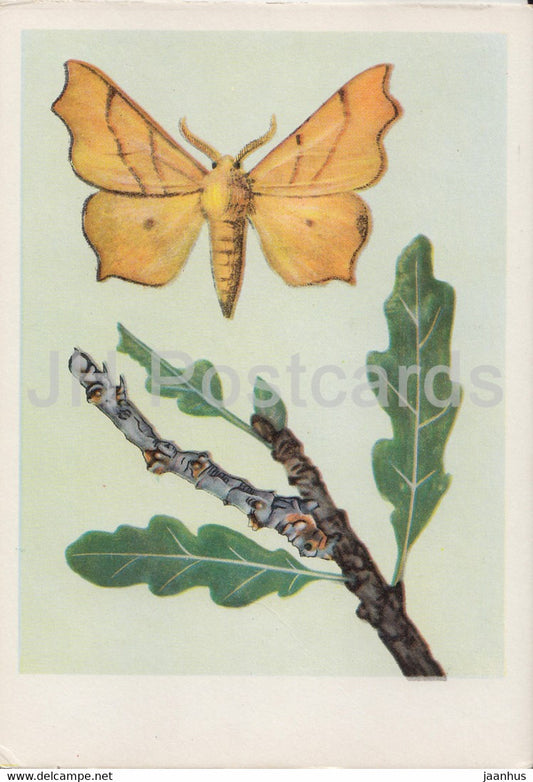 Latalec Nadobnik - Ennomos erosaria - moth - insects - illustration - Poland - unused - JH Postcards