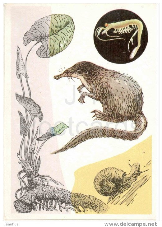 ramshorn - snail - Russian desman - nuphar - 1978 - Russia USSR - unused - JH Postcards