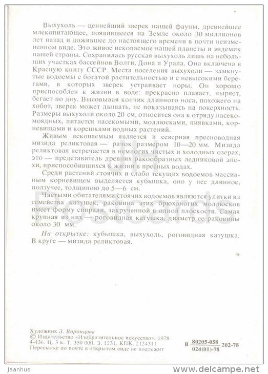 ramshorn - snail - Russian desman - nuphar - 1978 - Russia USSR - unused - JH Postcards