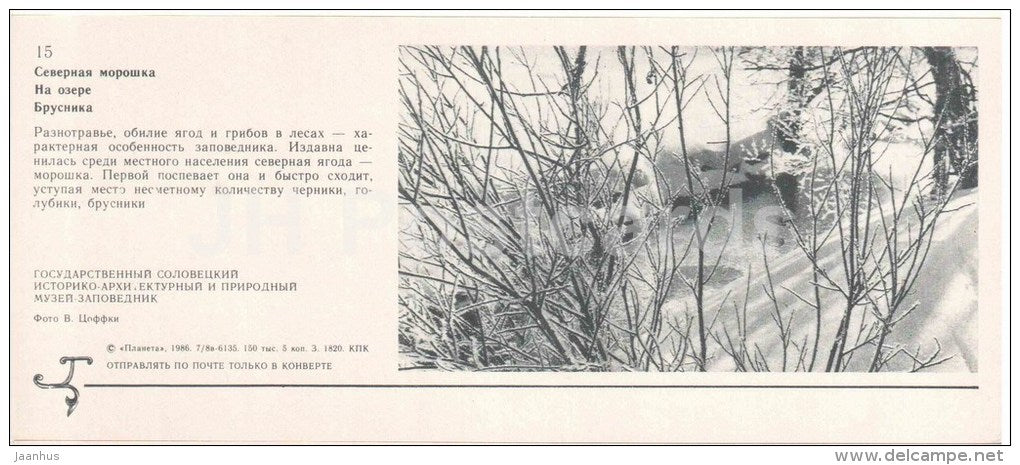 cloudberry - cowberry - lake - Solovetsky Nature and Architectural Preserve - 1986 - Russia USSR - unused - JH Postcards