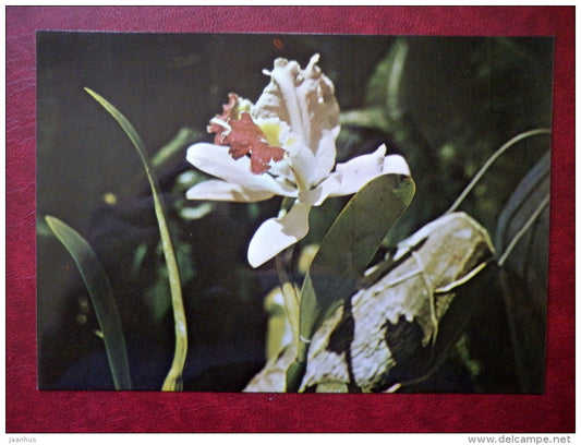 Orquidiario de Soroa - Soroa Orchids - flowers - provincia Pinar del Rio - Cuba - unused - JH Postcards