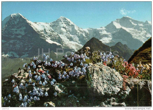 Eiger , Mönch and Jungfrau - mountain - flowers - 6419 - Switzerland - unused - JH Postcards