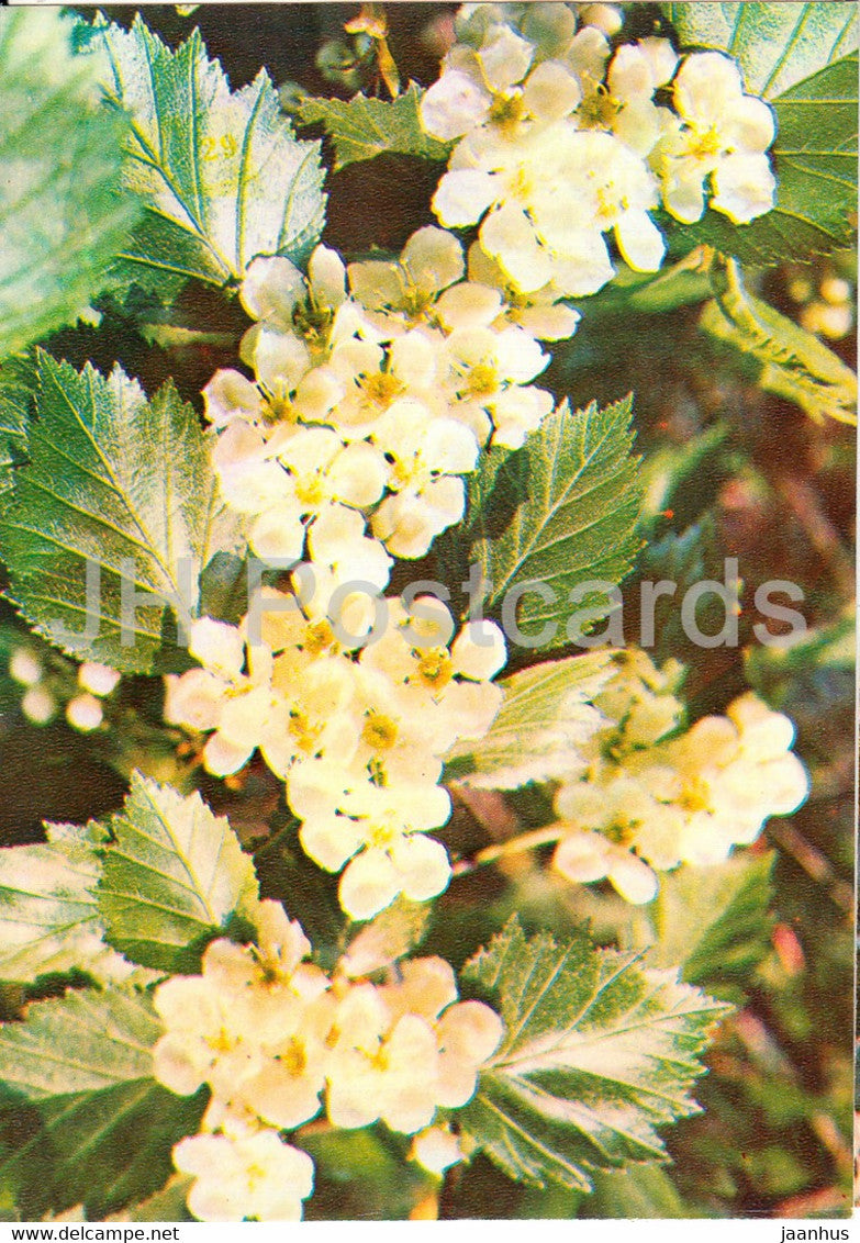 Siberian hawthorn - Crataegus sanguinea - Medicinal Plants - 1981 - Russia USSR - unused - JH Postcards
