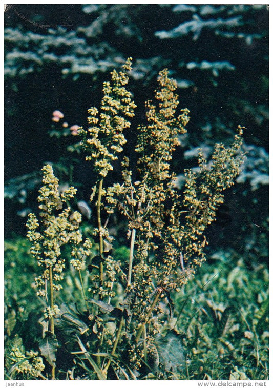 Rumex confertus - Medicinal Plants - 1983 - Russia USSR - unused - JH Postcards