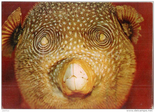 Sphaeroidea sp - sea urchin - 1975 - Russia USSR - unused - JH Postcards