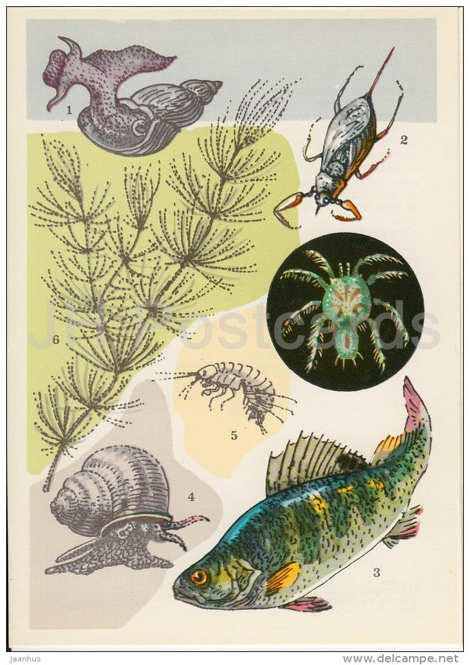 Perch , fish - Nepidae - Lymnaeidae - Viviparus viviparus , snail - Life in Water - 1977 - Russia USSR - unused - JH Postcards