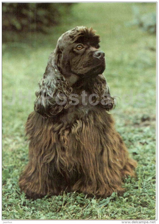 American Cocker Spaniel - dog - Russia USSR - unused - JH Postcards