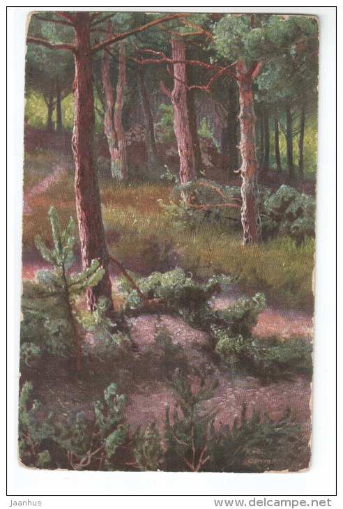 Illustration by Kämmerer - Pine Forest - signed - Deluba - 248 - old postcard - Germany - used - JH Postcards