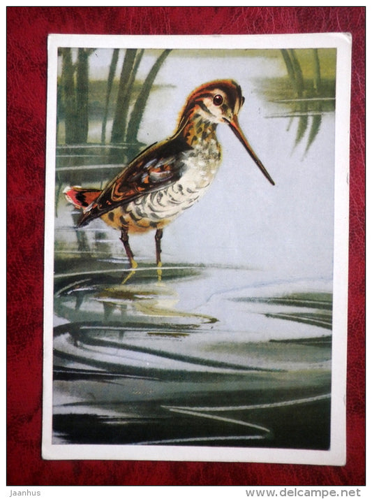 Common Snipe by Kanevsky - Gallinago gallinago - birds - 1981 - Russia - USSR - unused - JH Postcards