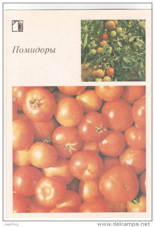 Tomato - plants - vegetables - 1988 - Russia USSR - unused - JH Postcards