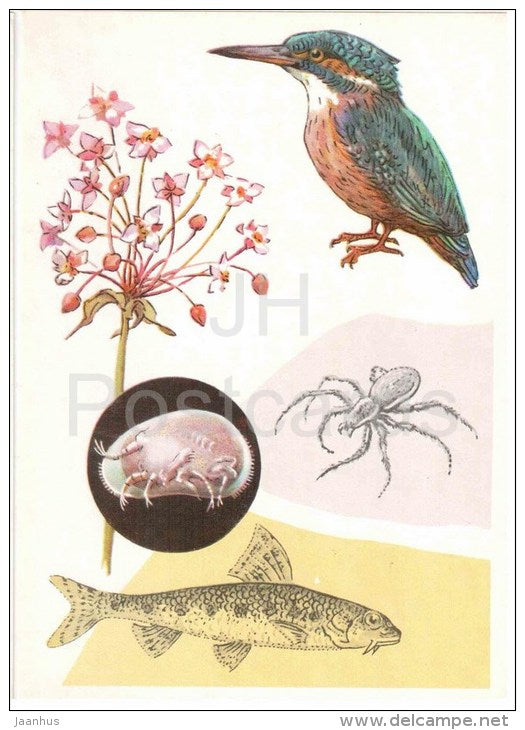 gudgeon - Raft spider - kingfisher - Butomus , flowering rush - 1978 - Russia USSR - unused - JH Postcards