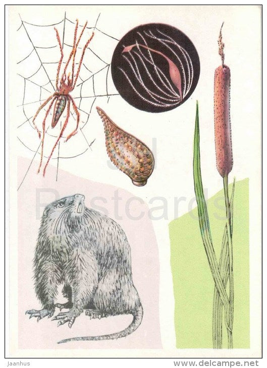 Coypu - Typha latifolia - Glossiphoniidae - Tetragnatha extensa , spider - 1978 - Russia USSR - unused - JH Postcards