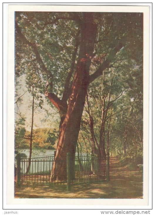 Oak planted by russian poet M. Lermontov - Lermontovo - 1961 - Russia USSR - unused - JH Postcards