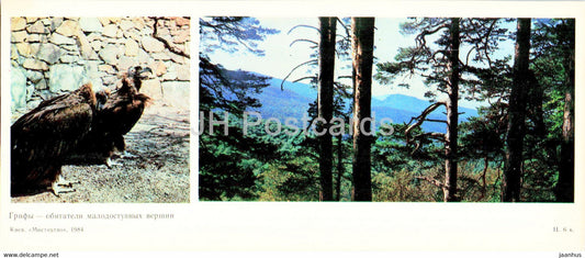 Vulture - birds - protected places of Crimea - 1984 - Ukraine USSR - unused - JH Postcards