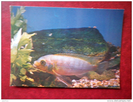 Aurora Cichlid - Pseudotropheus aurora - aquarium fishes - 1982 - Russia USSR - unused - JH Postcards