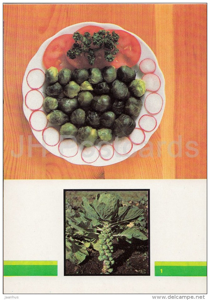 Brussels sprouts - soup - Vegetable Dishes - recipes - 1990 - Russia USSR - unused - JH Postcards