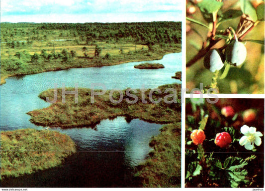 Bog Bilberry - Vaccinium uliginosum - Cloudberry - Rubus chamaemorus - berries - plants - 1977 - Estonia USSR - unused - JH Postcards