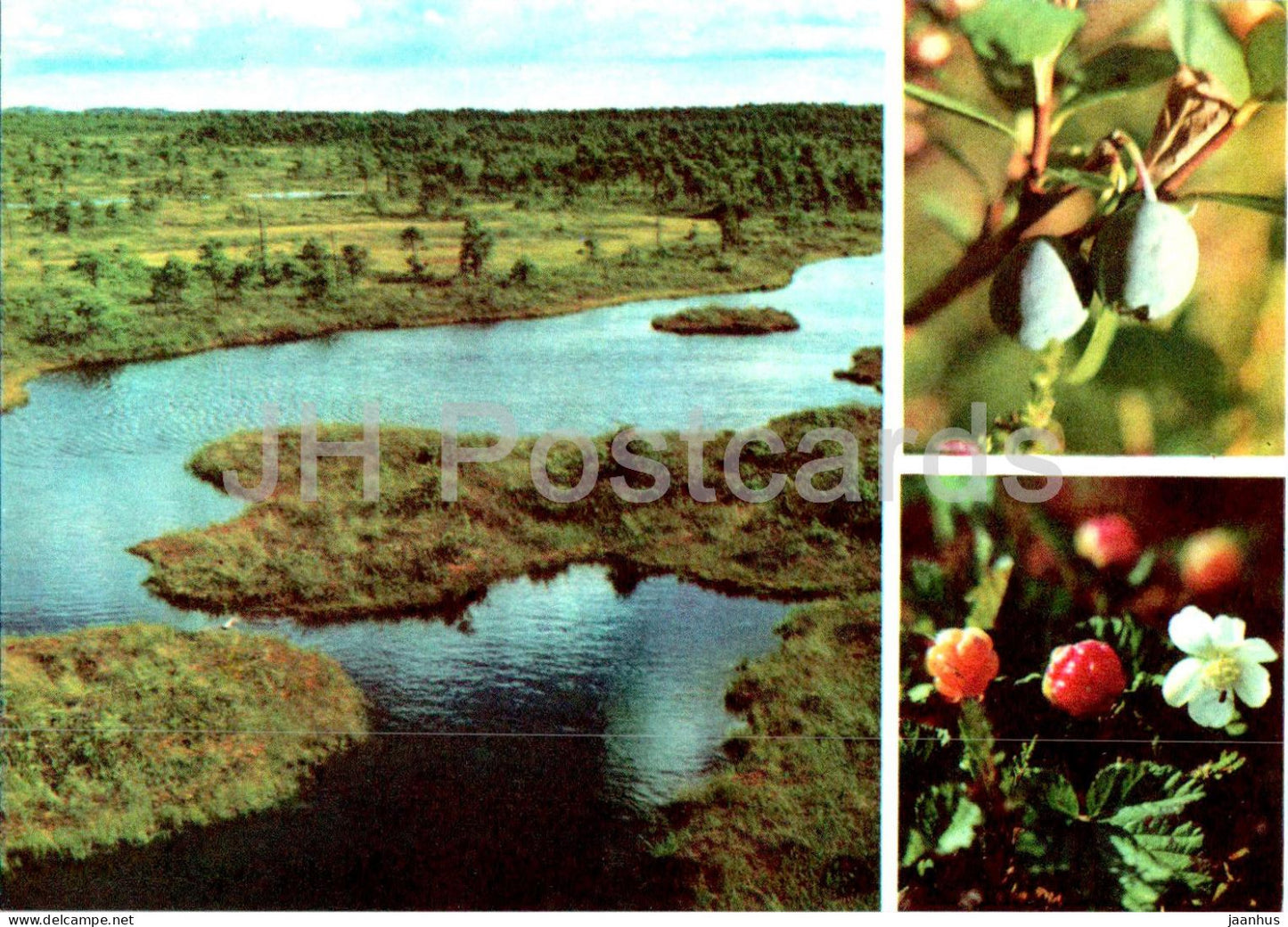 Bog Bilberry - Vaccinium uliginosum - Cloudberry - Rubus chamaemorus - berries - plants - 1977 - Estonia USSR - unused - JH Postcards