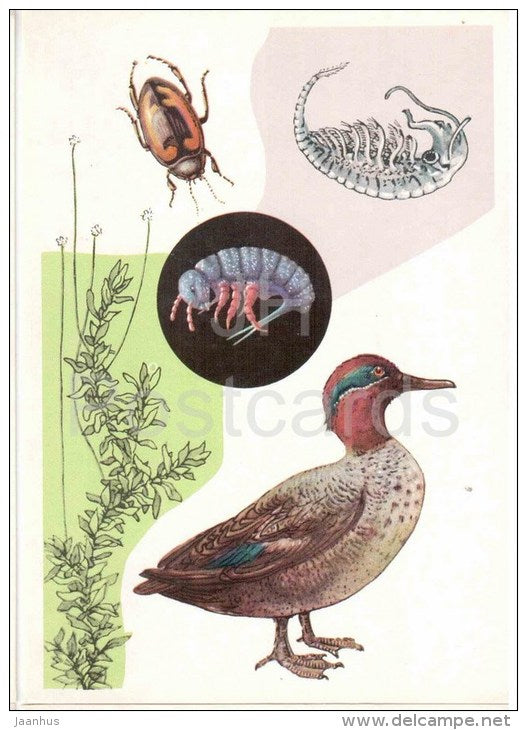 Elodea canadensis - Eurasian teal - Branchiopoda , shrimp - Noteridae , beetle - 1978 - Russia USSR - unused - JH Postcards