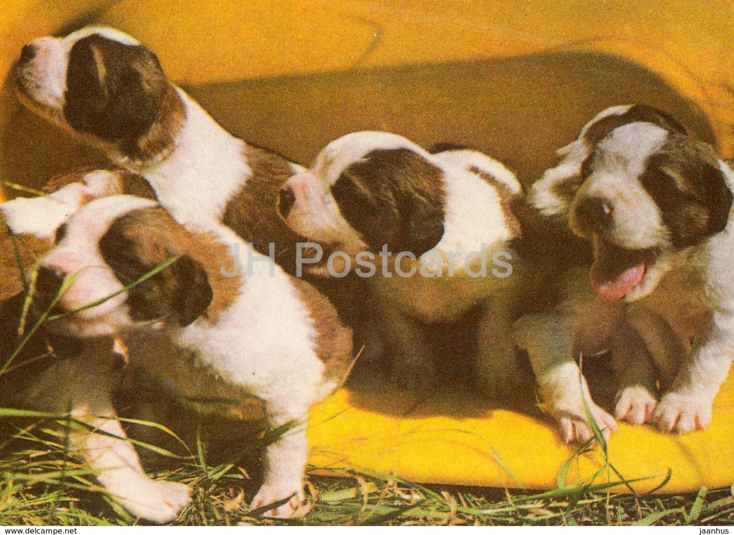 St. Bernard poppies - dogs - animals - 1977 - Estonia USSR - unused - JH Postcards