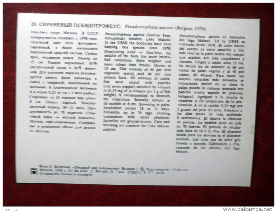 Aurora Cichlid - Pseudotropheus aurora - aquarium fishes - 1982 - Russia USSR - unused - JH Postcards