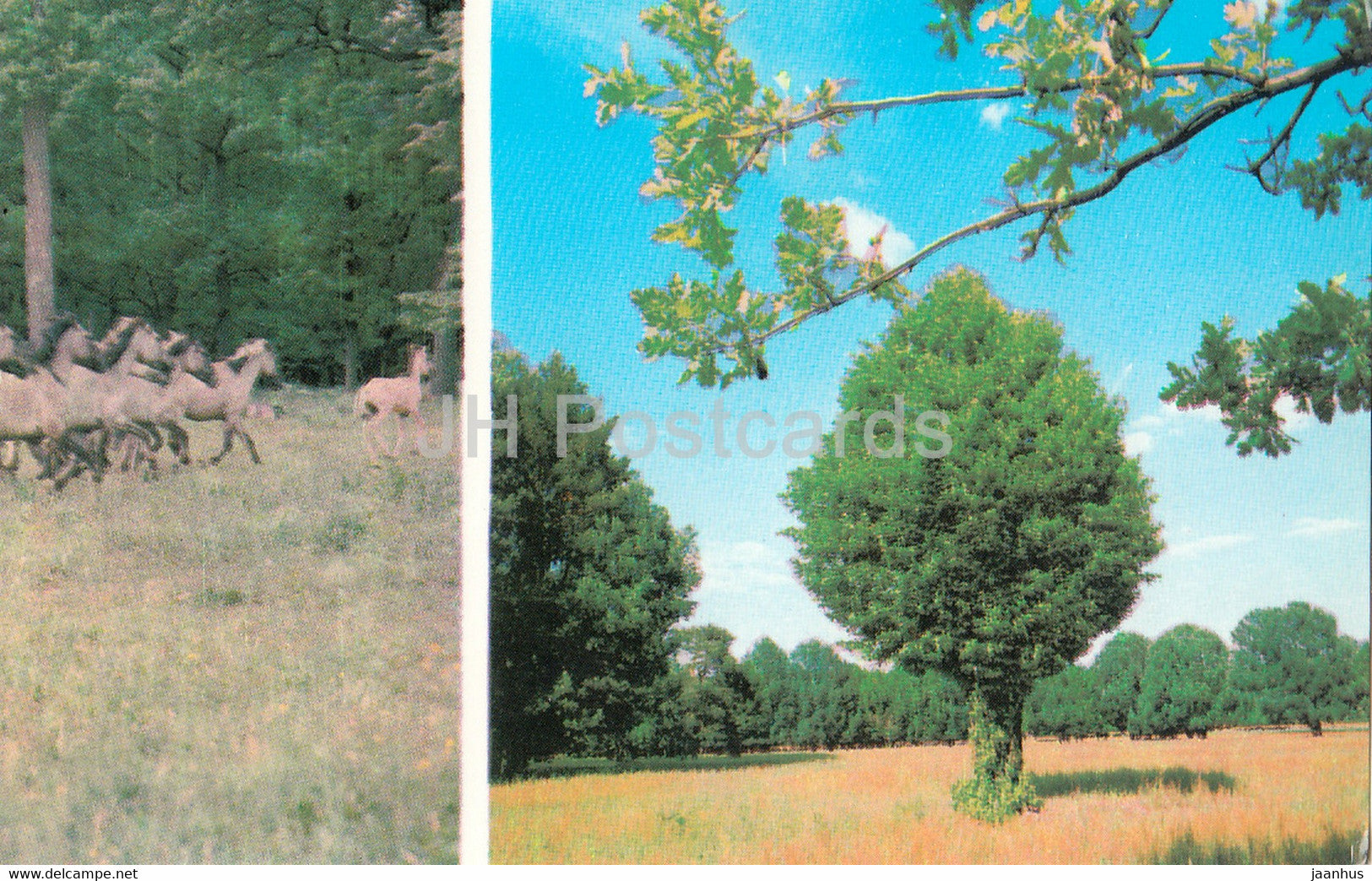 Belovezhskaya Pushcha National Park - Mongolian Wild Horses - A Forest Cleaning - 1981 - Berarus USSR - unused - JH Postcards
