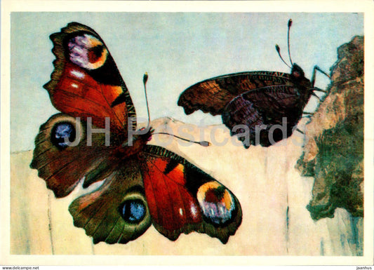 Peacock butterfly - Vanessa io - butterfly - butterflies - 1976 - Russia USSR - unused - JH Postcards