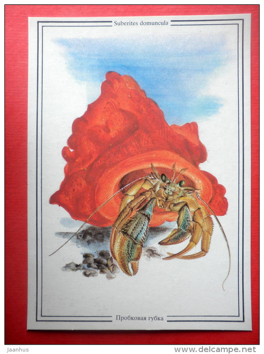Suberites domuncula - Hermit Crab - Sealife - 1989 - Russia USSR - unused - JH Postcards