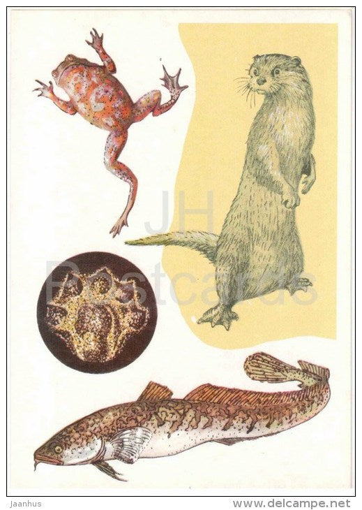 burbot - European fire-bellied toad - European otter - 1978 - Russia USSR - unused - JH Postcards