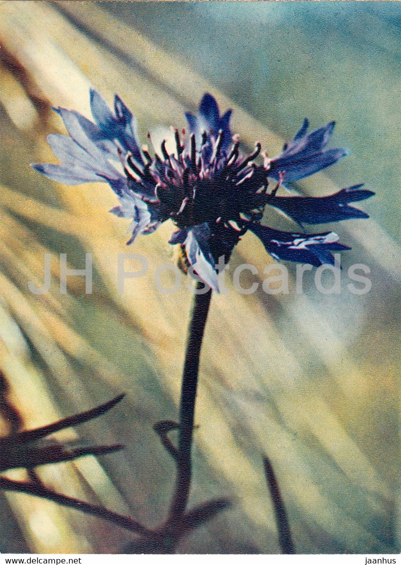 Cornflower - Centaurea cyanus - plants - flowers - 1971 - Russia USSR - unused - JH Postcards