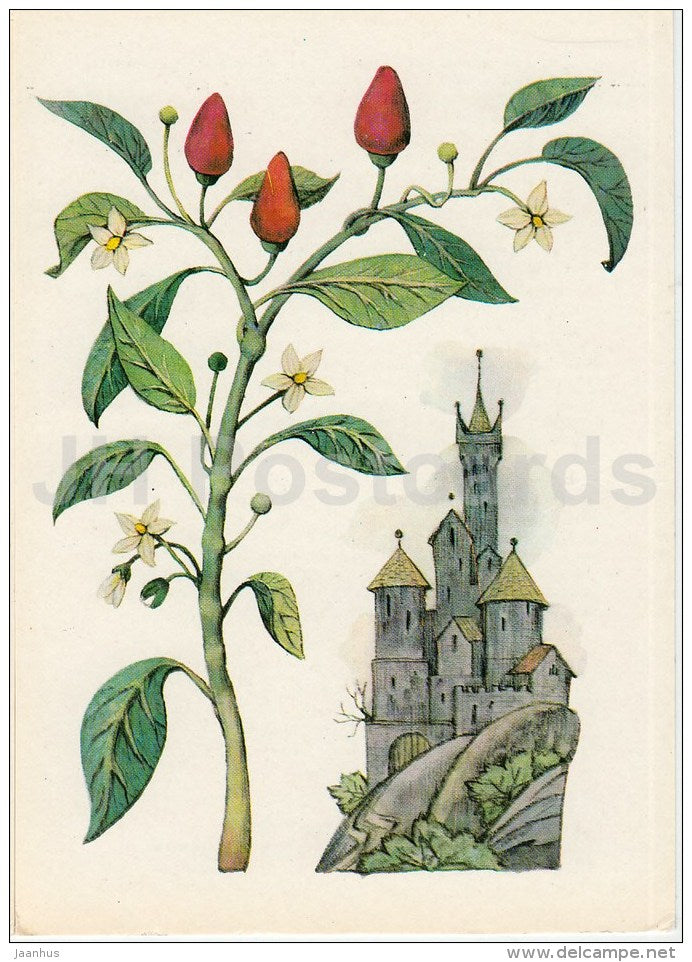 Red Pepper - Spice Plants - 1983 - Russia USSR - unused - JH Postcards