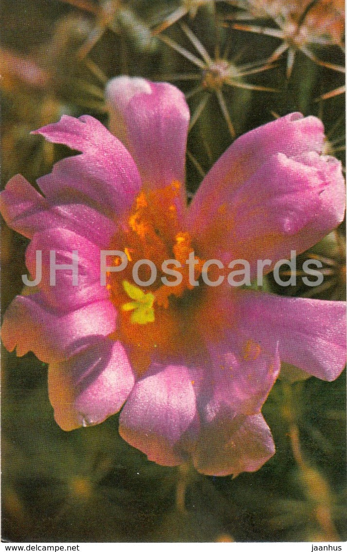 Mammillaria swinglei - cactus - flowers - 1974 - Russia USSR - unused - JH Postcards