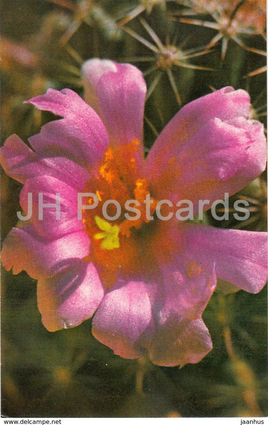 Mammillaria swinglei - cactus - flowers - 1974 - Russia USSR - unused - JH Postcards