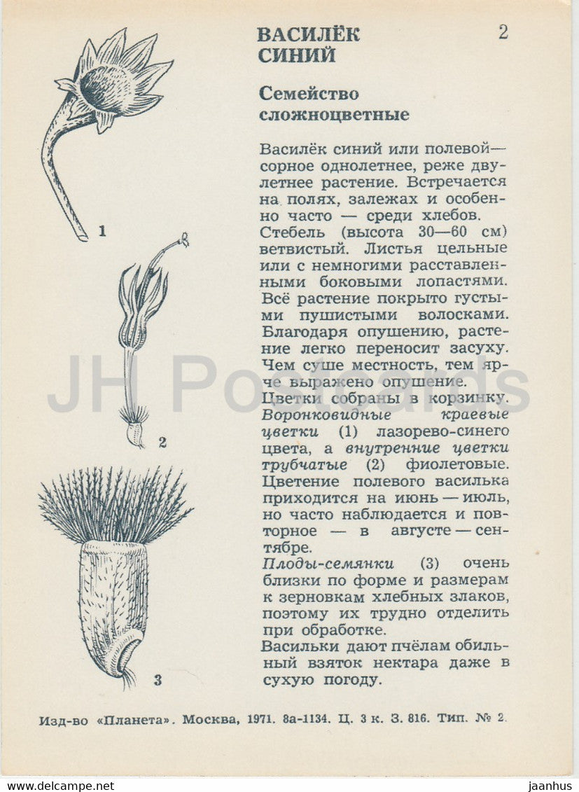 Kornblume - Centaurea cyanus - Pflanzen - Blumen - 1971 - Russland UdSSR - unbenutzt