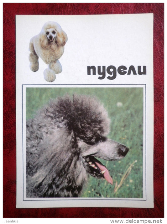 Poodle - dogs - 1991 - Russia - USSR - unused - JH Postcards