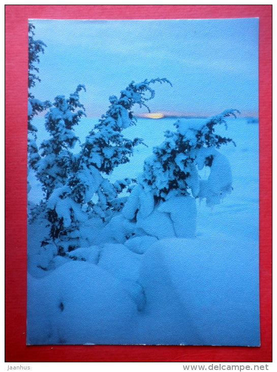 Estonia in Winter - landscape - X - juniper - 1988 - Estonia USSR - unused - JH Postcards