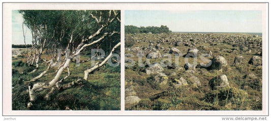 dancing birch trees - boulder beds - Solovetsky Nature and Architectural Preserve - 1986 - Russia USSR - unused - JH Postcards
