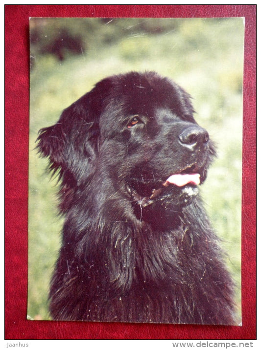 Newfoundland - dogs - 1987 - Russia USSR - unused - JH Postcards