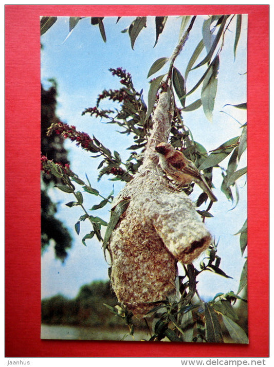Eurasian Penduline Tit , Remiz pendulinus - birds - delta of Volga river - 1969 - USSR Russia - unused - JH Postcards