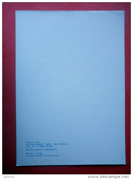 Estonia in Winter - landscape - X - juniper - 1988 - Estonia USSR - unused - JH Postcards