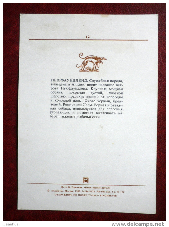 Newfoundland - dogs - 1987 - Russia USSR - unused - JH Postcards