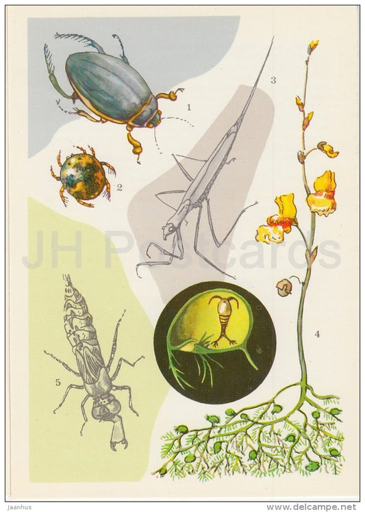 Water beetle - Water Mite - Ranatra - Life in Water - 1977 - Russia USSR - unused - JH Postcards