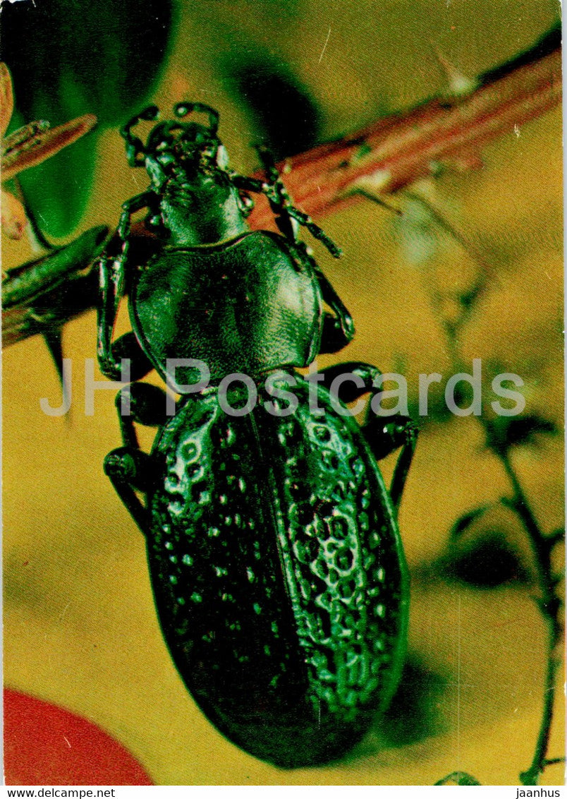 Carabus cribratus - insects - 1977 - Russia USSR - unused - JH Postcards