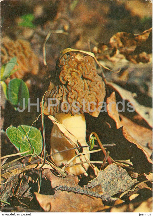 The early morel mushroom - Verpa bohemica - Mushrooms - 1980 - Russia USSR - unused - JH Postcards