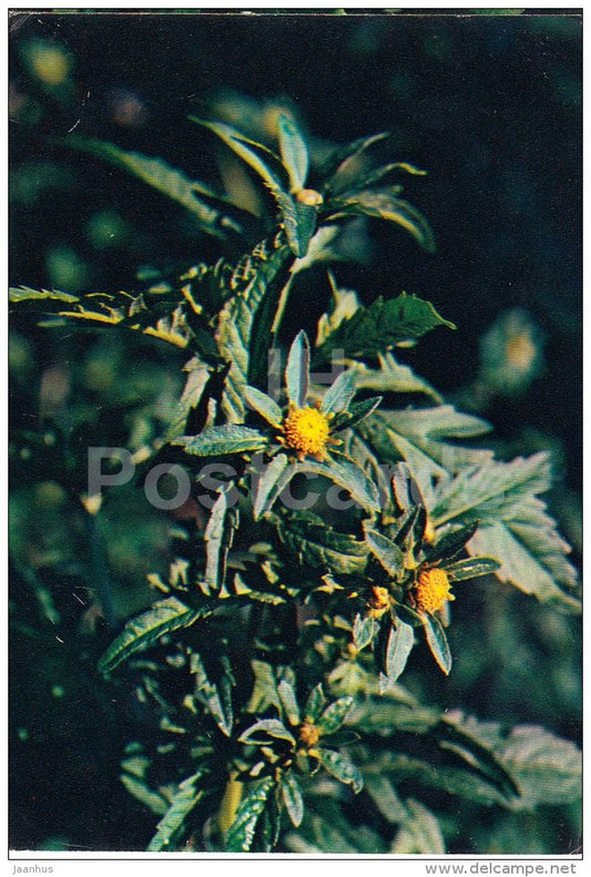 Three-lobe beggarticks - Bidens tripartita - Medicinal Plants - 1983 - Russia USSR - unused - JH Postcards