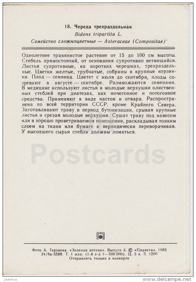 Three-lobe beggarticks - Bidens tripartita - Medicinal Plants - 1983 - Russia USSR - unused - JH Postcards