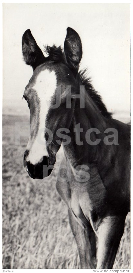 foal - Budyonny horse - Horses - horse - 1983 - Russia USSR - unused - JH Postcards