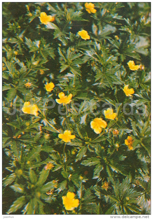 Tormentil - Potentilla erecta - Medicinal Plants - Herbs - 1980 - Russia USSR - unused - JH Postcards