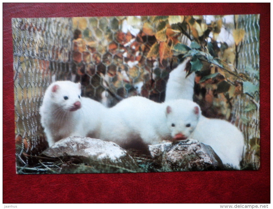 fur farms - mink - Hakasiya - Khakassia - 1970 - Russia USSR - unused - JH Postcards
