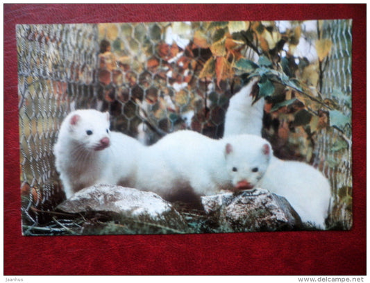 fur farms - mink - Hakasiya - Khakassia - 1970 - Russia USSR - unused - JH Postcards